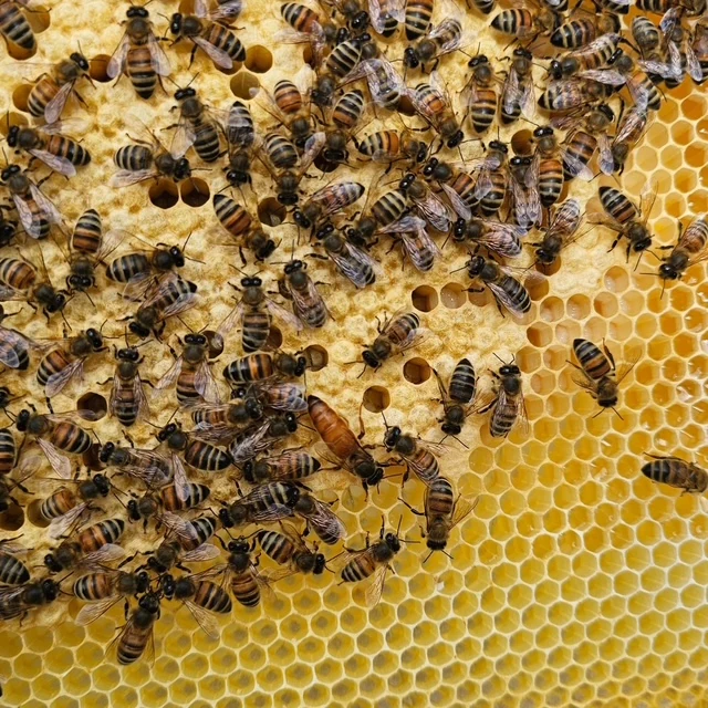 Close-up of bees working on honeycomb
